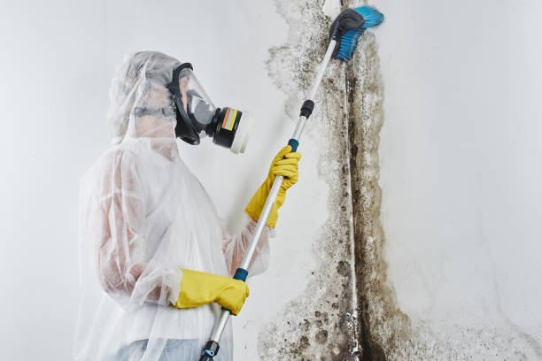Best Mold Testing and Inspection Services in Clemson, SC