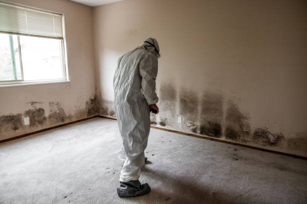 Best Mold Remediation for Specific Building Types in Clemson, SC